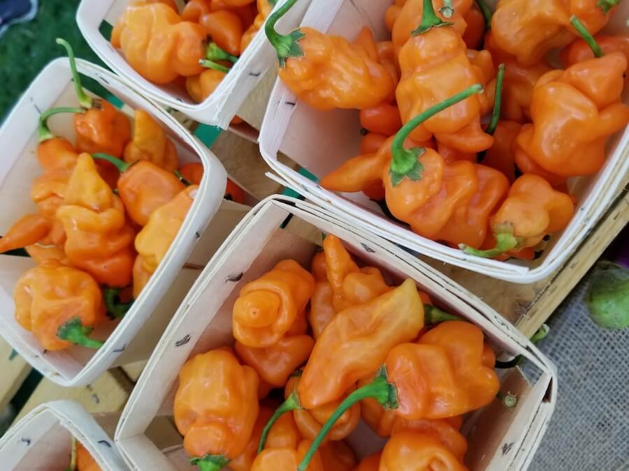 local produced peppers in baskets