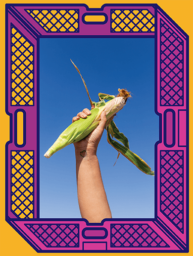 Decorative image of a hand holding an ear of corn against a blue sky